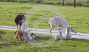 Herd of alpacas