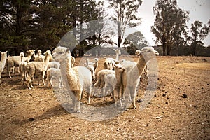 Herd of alpacas on a dry australian farm