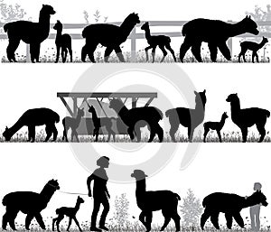 Herd of alpacas photo