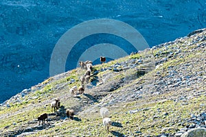 Herd of alpine sheep with panoramic view of majestic mountain peaks of High Tauern mountain range, Carinthia, Salzburg,