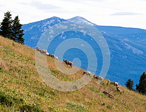 Herd of American bighorn sheep grazing on a mountain slope