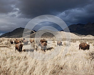 Herd of American Bison Buffalo on a Stormy Day