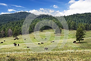 Herd of American Bison, Custer State Park, South Dakota, USA