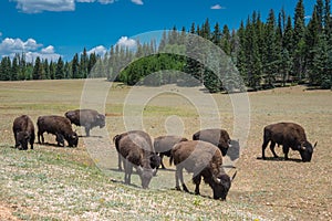 A herd of American Bison graze in a meadow near the North Rim of Grand Canyon National Park, Arizona, USA