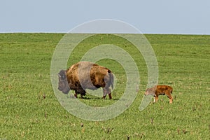 Herd of American bison in Midewin National Tallgrass Prairie in Illinois