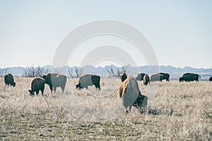 A herd of American Bison on the Plains of South Dakota\'s Badlands National Park in Spring