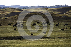 Herd of American Buffalo at Custer