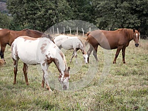 Herd of American pain horse and Hispano breton mares grazing on a summer field. photo