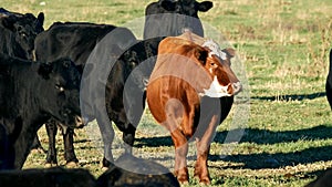 Herd of Angus Beef Cattle - one red and several black bovine chewing the cud