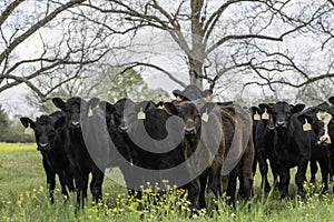 Herd of Angus crossbred calves