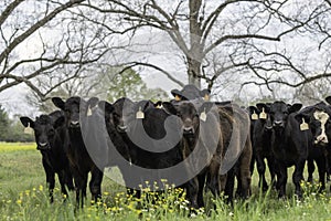 Herd of Angus crossbred calves photo