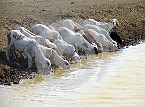 Herd of animals in Sudan, Africa