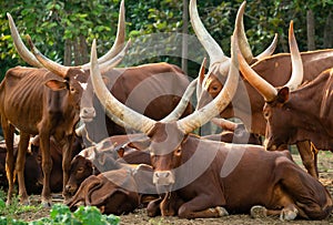 Herd of watusi cattle photo