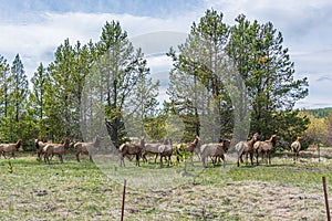 Herd of antelope in enclosed fence in Sunriver, OR