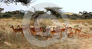 A herd of antelope in masai mara