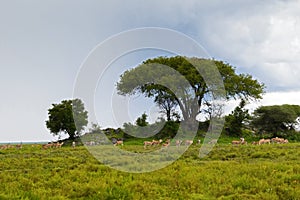 Herd of antelope Thomson`s gazelle, Grant`s gazelle, African animal feeding at Serengeti, Africa photo