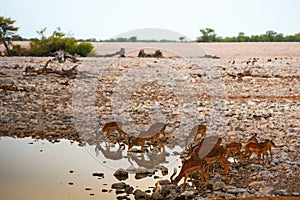 Herd of antelopes drinking water in Etosha National Park, Namibia