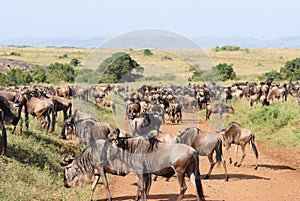 Herd of antelopes Gnu.