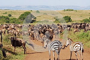 Herd of antelopes Gnu and zebras