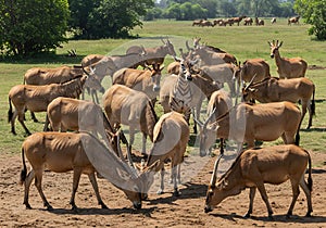 Antelope herd in grassy field