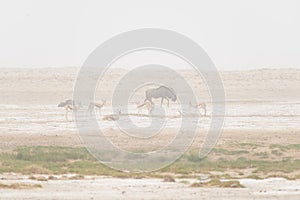 Herd of antelopes grazing in the desert pan. Sand storm and fog. Wildlife Safari in the Etosha National Park, famous travel destin