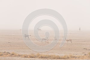 Herd of antelopes grazing in the desert pan. Sand storm and fog. Wildlife Safari in the Etosha National Park, famous travel destin