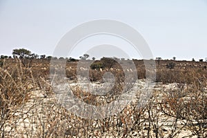 Herd of antelopes hids in the bush of Kgalagadi