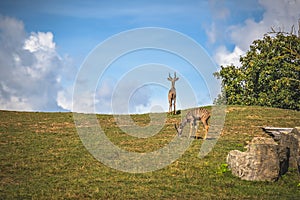 Herd of Antelopes roaming on a grassy hill