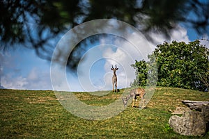 Herd of Antelopes roaming on a grassy hill