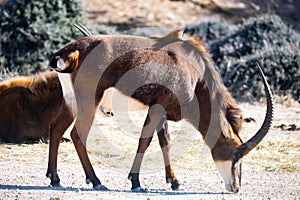 Herd of antelopes species antelope sable grazing in natural habitat