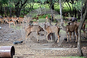 Herd of antilopes impala in the field photo