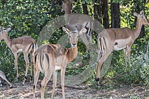 Herd of Antilopes together inside Kruger Park, South Africa photo