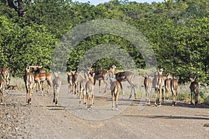 Herd of Antilopes together inside Kruger Park, South Africa photo