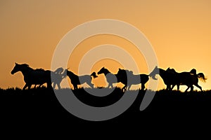 Herd of arabian horses at the sunset