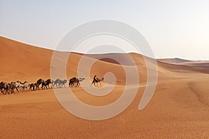 A herd of Arabian camels crossing the desert in Riyadh, Saudi Arabia