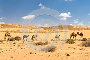 Herd of Arabian camels with foals in the desert, Morocco