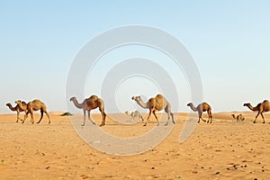 A herd of Arabian camels walking across the hot desert of Riyadh, Saudi Arabia to graze