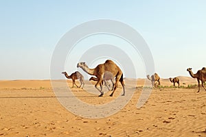 A herd of Arabian camels walking across the hot desert of Riyadh, Saudi Arabia to graze photo