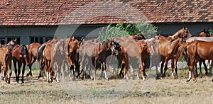 Herd of arabian foals
