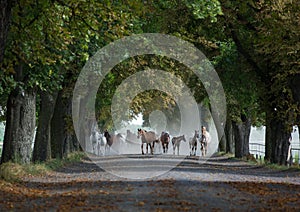 Herd of arabian horses on the autumn village road