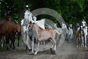 Herd of arabian horses on the autumn village road