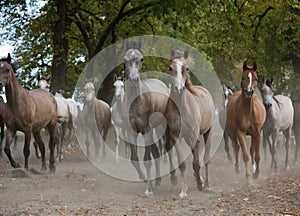 Herd of arabian horses on the autumn village road