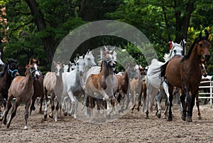 Herd of arabian horses on the autumn village road