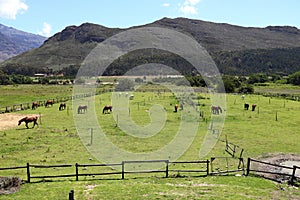 A herd of Arabian horses in a field of green