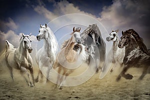 Herd of arabian horses galloping in the sand