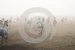 Herd of arabian horses on the village road