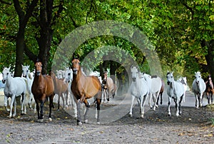 Herd of arabian horses on the village road