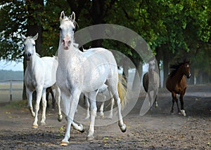 Herd of arabian horses on the village road