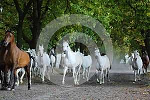 Herd of arabian horses on the village road