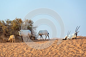 Herd of Arabian oryx, also called white oryx Oryx leucoryx in the desert near Dubai, UAE